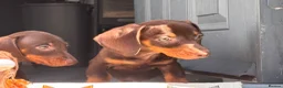Miniature Dachshund dogs for sale: Chocolate and tan miniature dachshunds - Advert 9