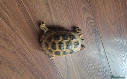 Tortoise reptiles for sale: 3yr old horsefield Tortoise (PENDING COLLECTION)  - Image 1