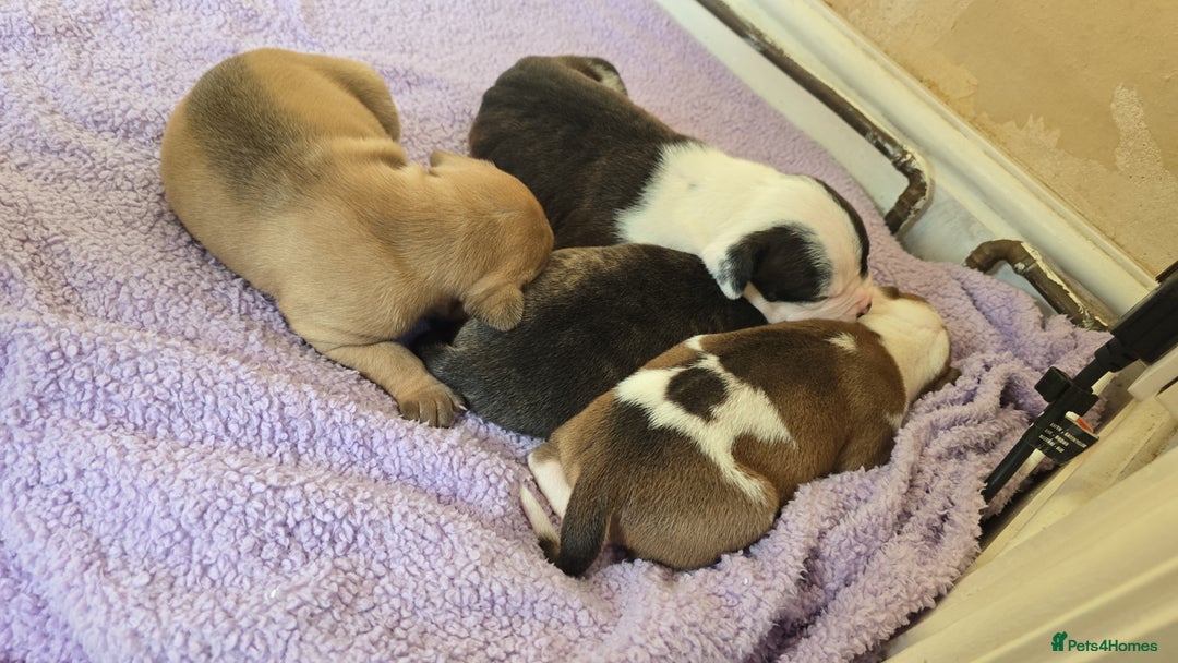 American Bulldog dogs for sale: American bulldog pups for sale - Advert 3