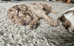 Cockapoo dogs for sale: Cockapoo puppies - Image 32