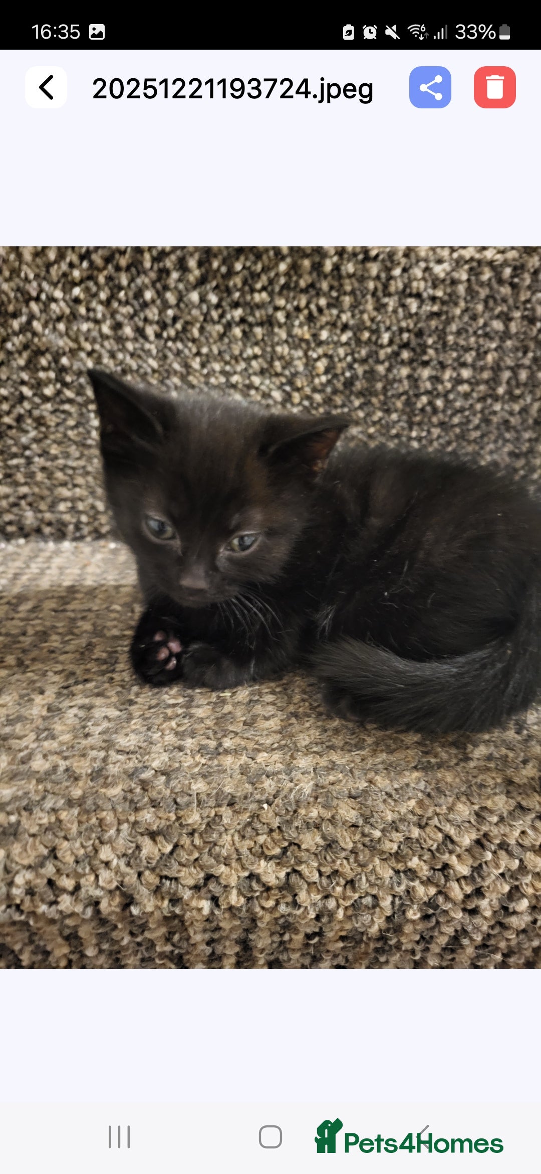 Mixed Breed cats for sale: Kittens for sale  - Advert 2