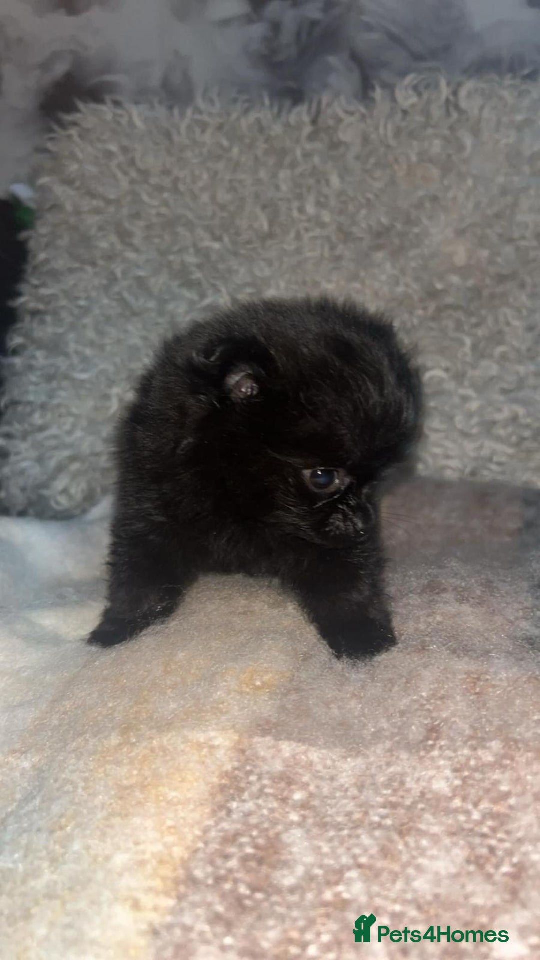 Pomeranian dogs for sale: Toy Pomeranian - Advert 17