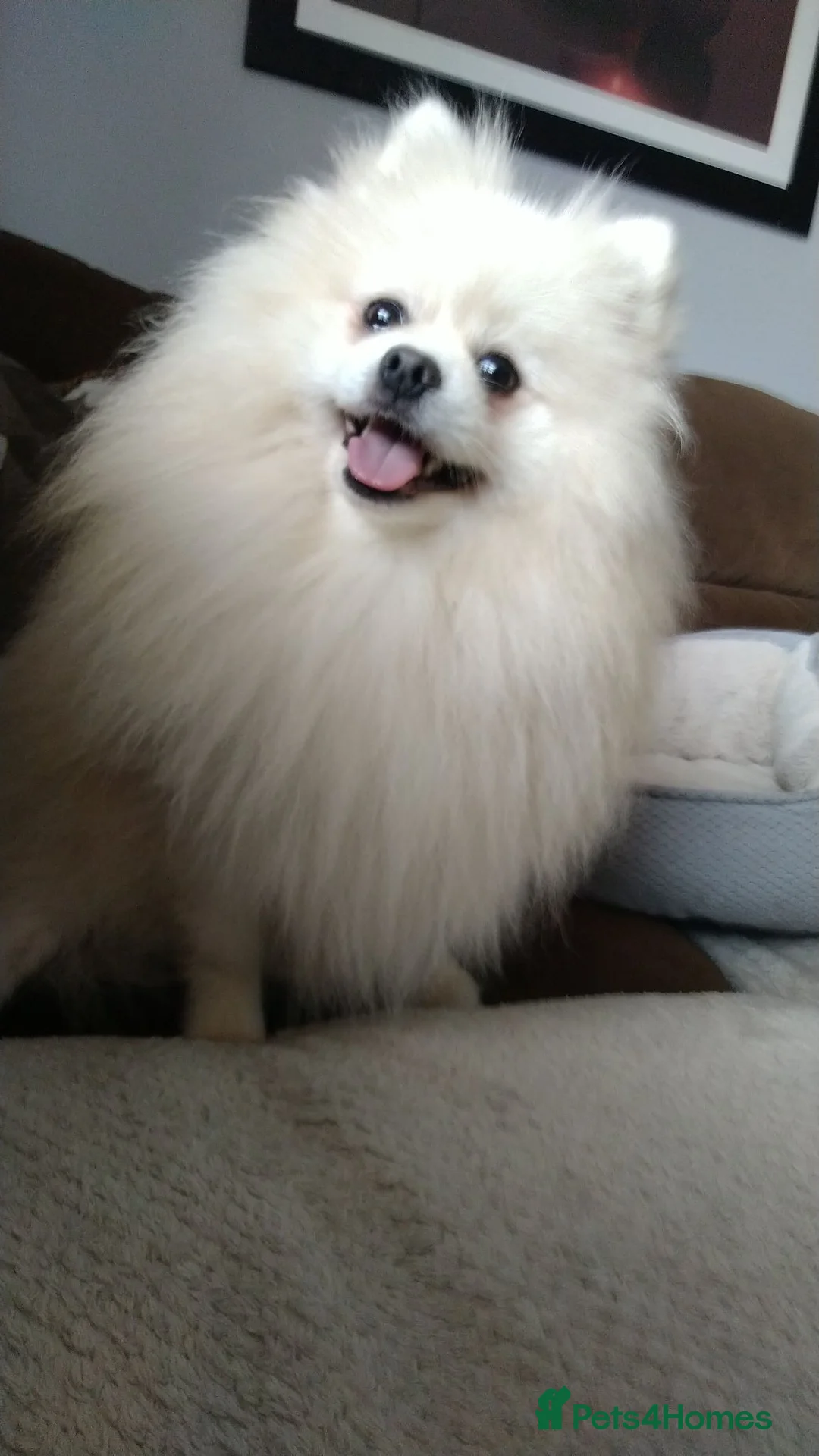 Pomeranian dogs for sale: Pom puppies with Kc reg , pedigree for sale - Advert 25