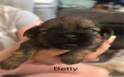 Shih Tzu dogs for sale: Shih tzu  - Image 39