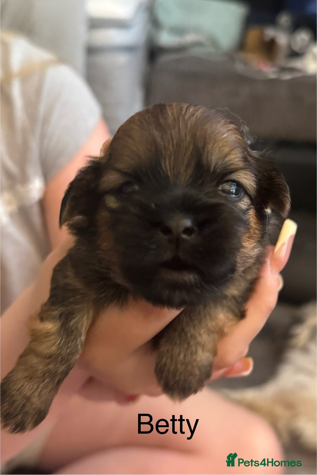 Shih Tzu dogs for sale: Shih tzu  - Image 39