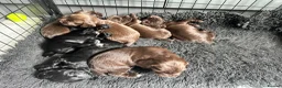 Cocker Spaniel dogs for sale: Fully Health tested kc registered working cocker  - Advert 3