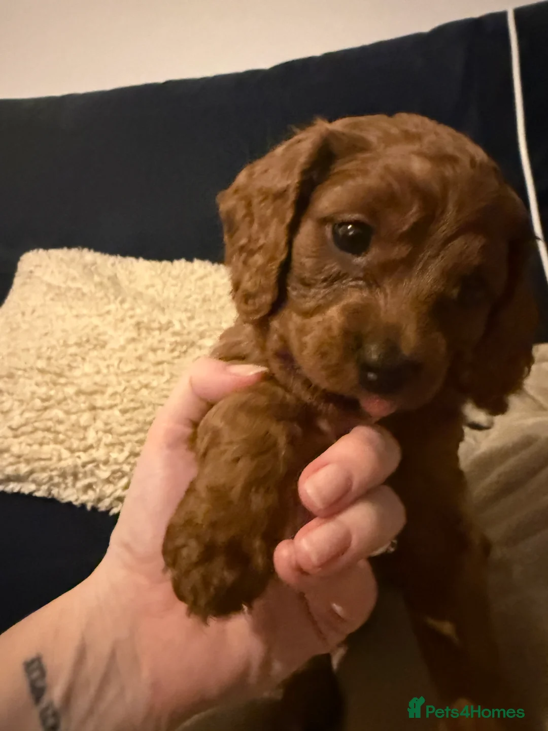 Cavapoo dogs for sale: Cavapoo boy ready to go to forever home - Advert 2