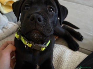 Cane Corso dogs Cane corso 12 weeks old - Advert 13