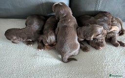 Cocker Spaniel dogs for sale: Chocolate/Chocolate Tan working cocker pups - Advert 13