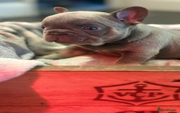French Bulldog dogs for sale: Chunky French bulldog puppies  - Image 21