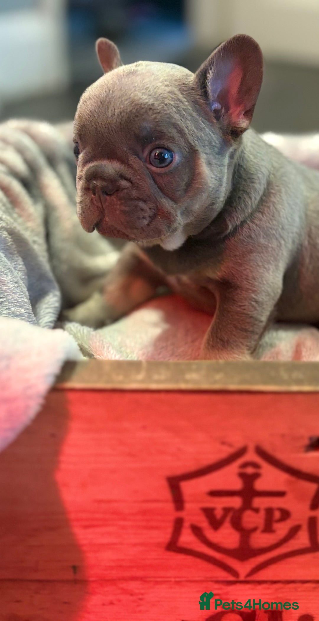 French Bulldog dogs for sale: Chunky French bulldog puppies  - Image 21