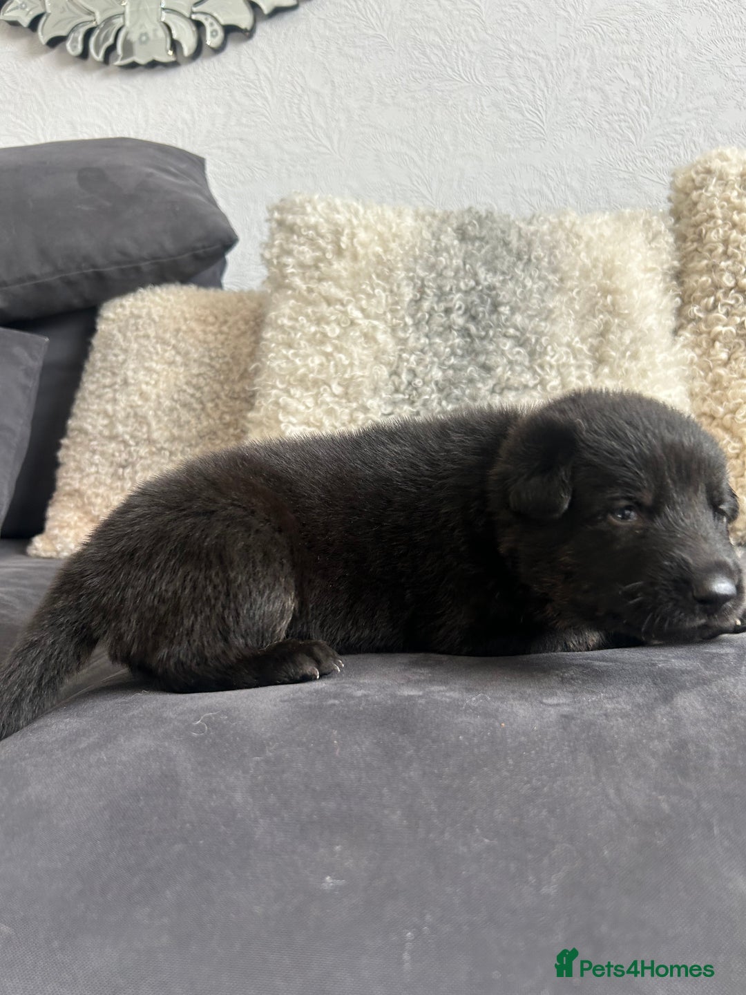 German Shepherd dogs for sale: ALFREDO  - Image 17