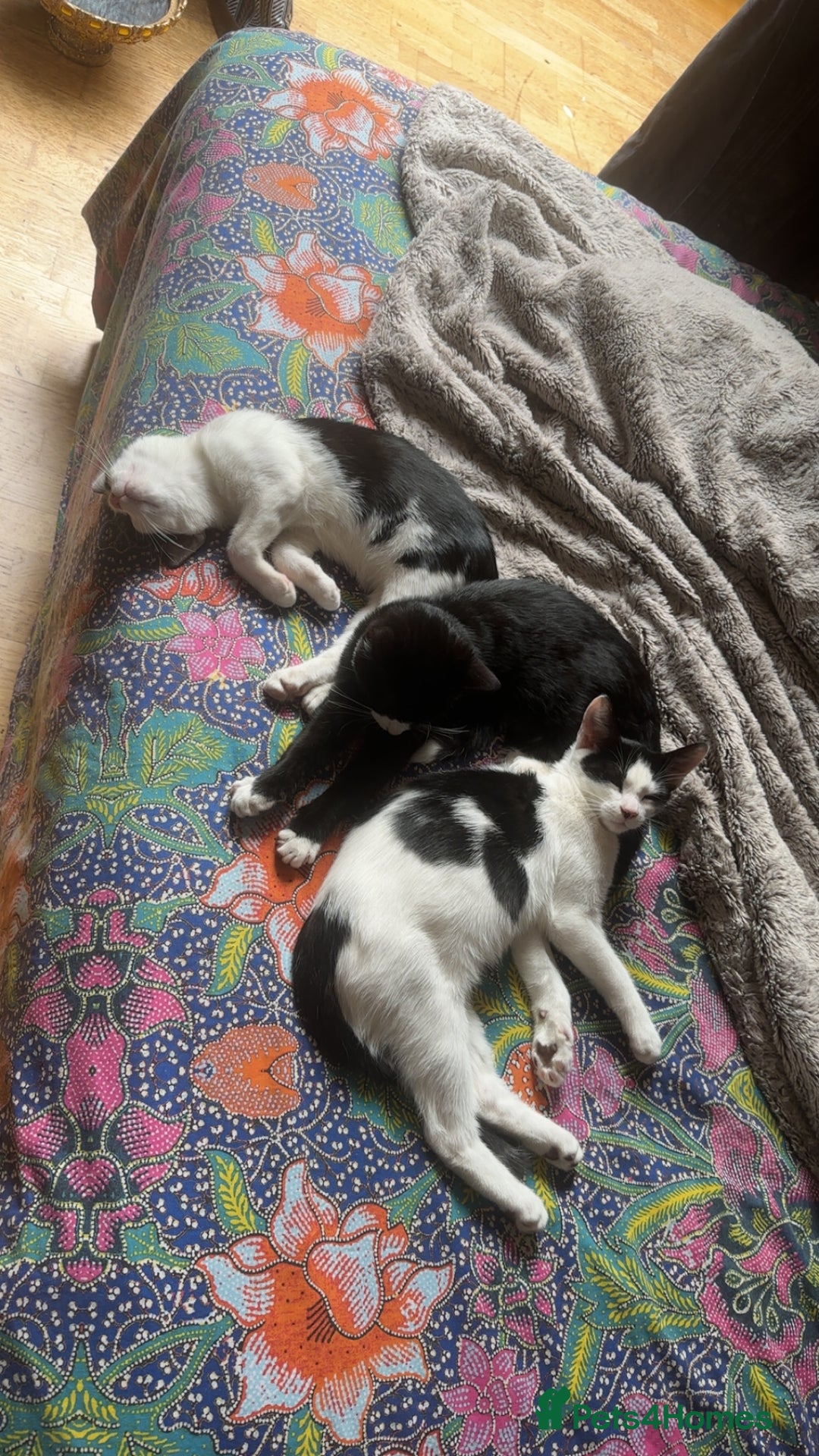 Ragdoll cats for sale: Young erratic kitten  - Image 5
