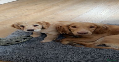 Cocker Spaniel dogs - Advert 10