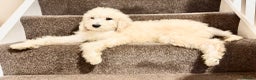 Bernedoodle dogs for sale: Bernedoodle standard F1b pups fluffy teddy bears - Advert 18