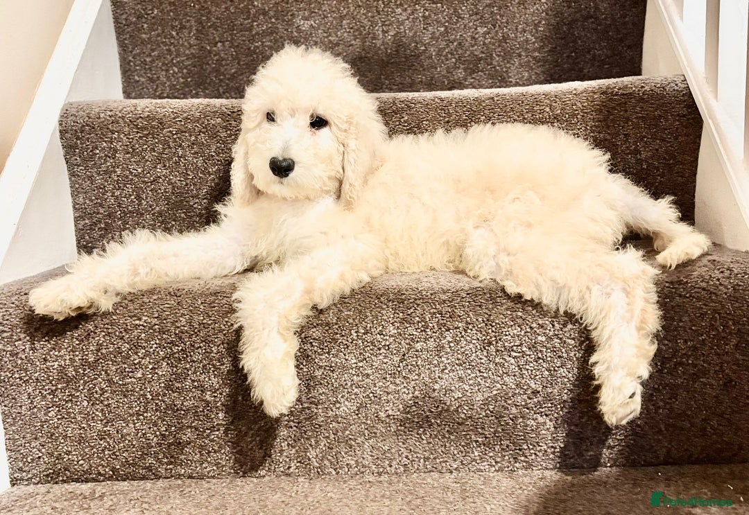 Bernedoodle dogs for sale: Bernedoodle standard F1b pups fluffy teddy bears - Advert 18
