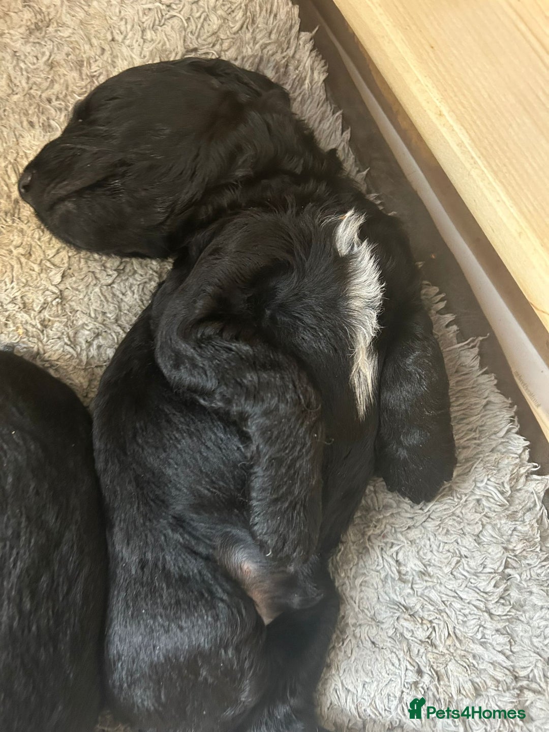 Mixed Breed dogs for sale: Gordondoodle  - Image 10