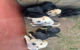 Labrador Retriever dogs for sale: KC registered working fieldtrial Labrador puppies  - Image 1