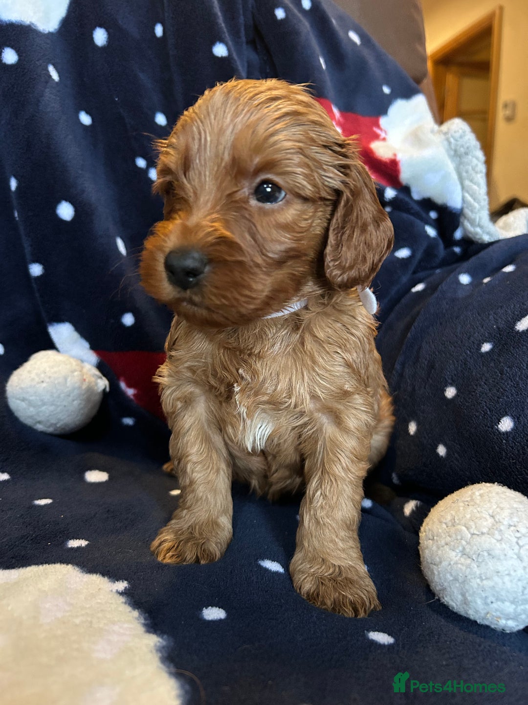 Labradoodle dogs for sale: 🐾F1b Healthy Labradoodle Puppies – Ready 18 Dec🐾 - Advert 34