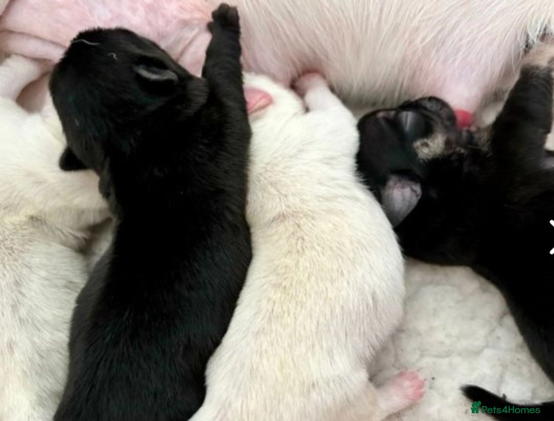 Pug dogs for stud: kc panda pug for stud in Blackpool - Image 11