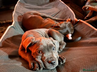 Cane Corso dogs 5 Towns Cane Corso pups, - Advert 5