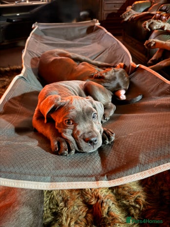 Cane Corso dogs 5 Towns Cane Corso pups, - Advert 14