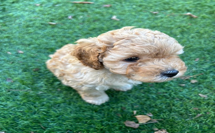 Cavapoo dogs - Advert 5