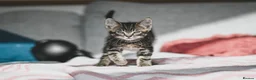 Mixed Breed cats for sale: REDUCED READY TO GO -  1 BOY/GIRL Tabby kittens  - Advert 15
