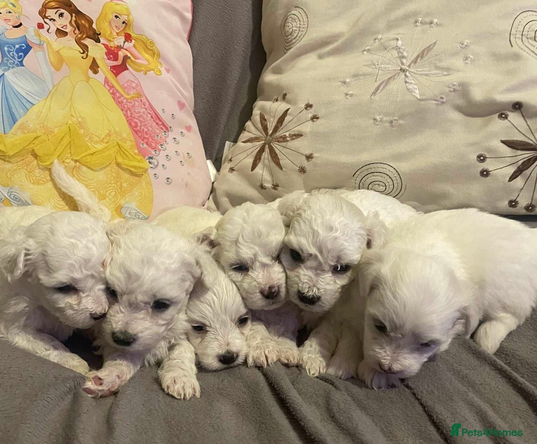 Maltese dogs for sale: Stunning Purebred Maltese Puppies Ready 17th Sept - Image 11