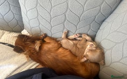 Chihuahua dogs for sale: One of a kind ChiPin Puppies - Image 20