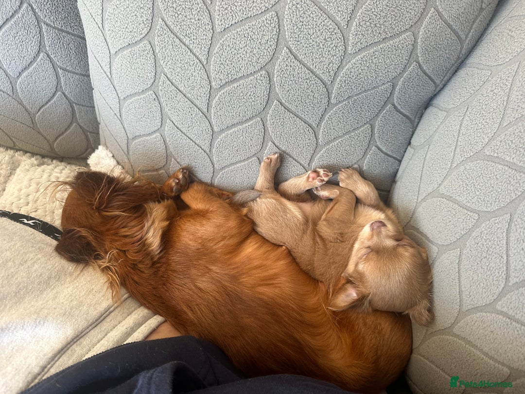 Chihuahua dogs for sale: One of a kind ChiPin Puppies - Image 20