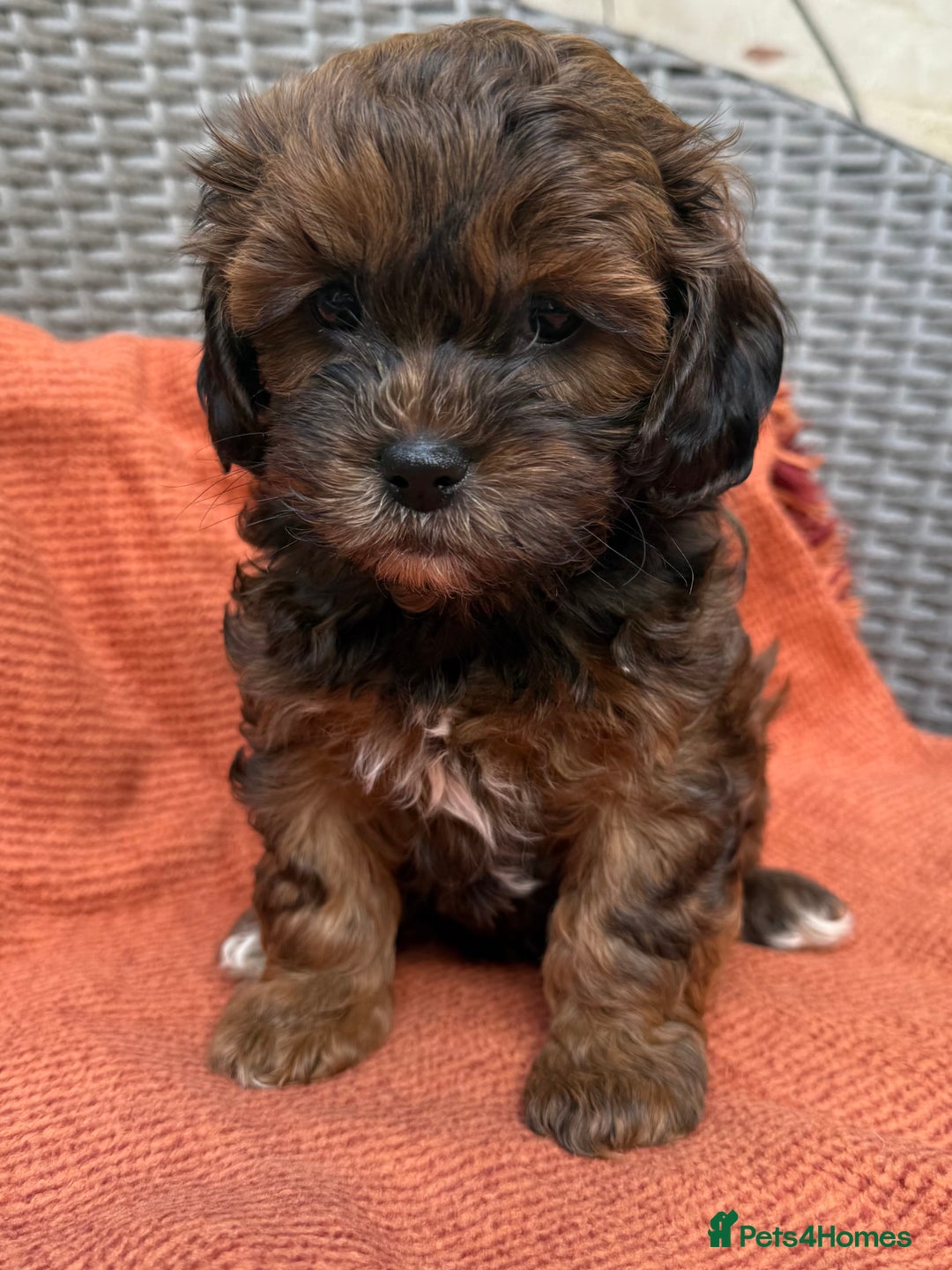 Shihpoo dogs for sale: Fluffy ShihPoo puppies - Image 11