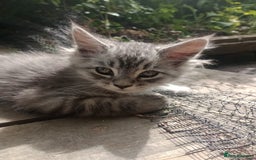 Maine Coon cats for sale: Maine coon Kittens in Oswestry - Image 7