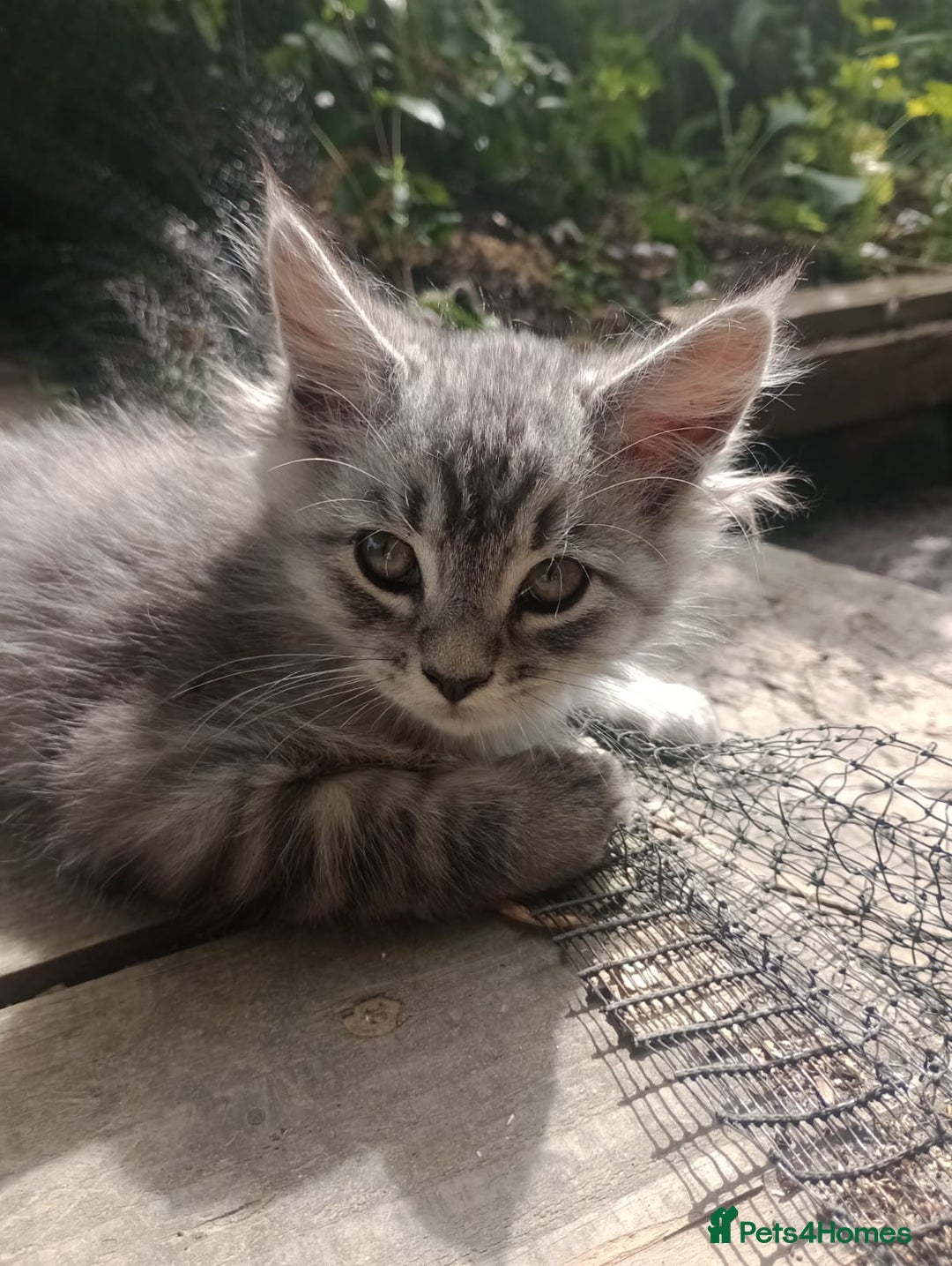Maine Coon cats for sale: Maine coon Kittens in Oswestry - Image 7