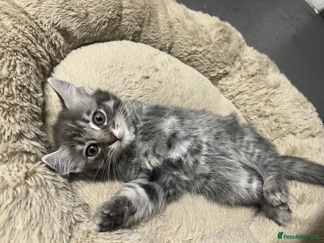 Mixed Breed cats for sale: 🐾 Stunning 9 week old blue eyed Kittens - Advert 6