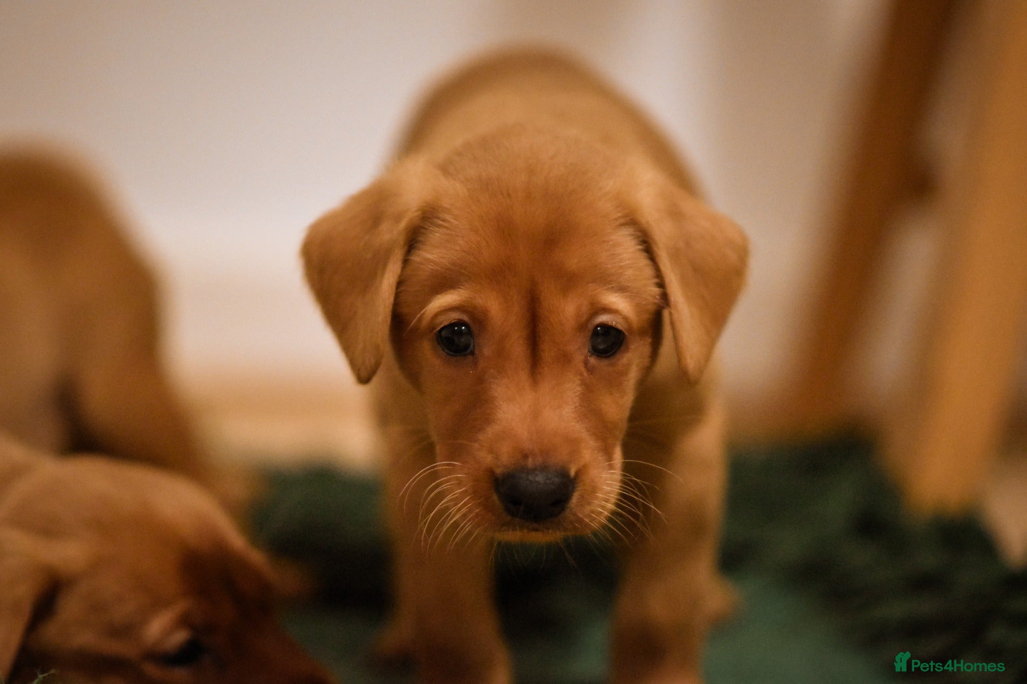 Labrador Retriever dogs Last boy working labrador - Advert 6