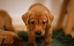 Labrador Retriever dogs for sale: Last boy working labrador - Advert 1