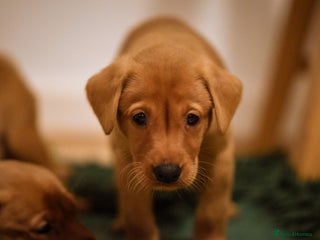 Labrador Retriever dogs Last boy working labrador - Advert 1