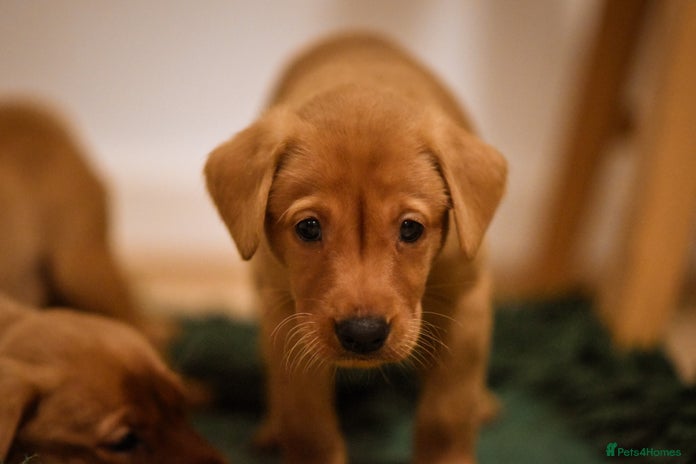 Labrador Retriever dogs Last boy working labrador - Advert 1