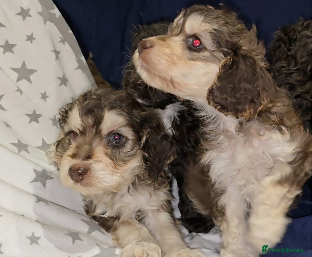 Cockapoo dogs for sale: 🐾 F1 Cockapoo Puppies – Ready Now! 🐾 - Image 9