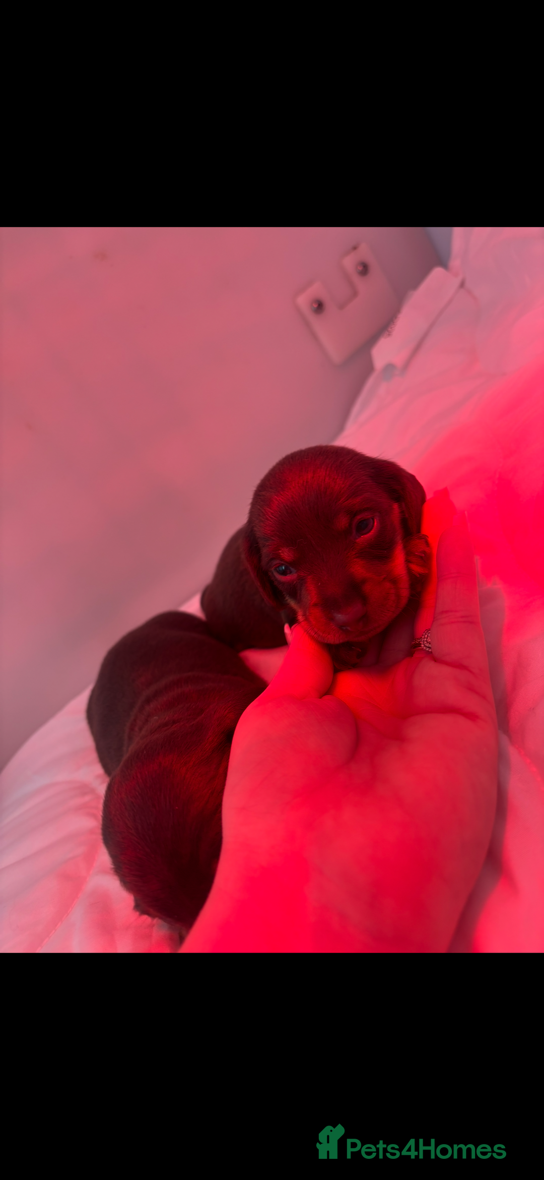 Miniature Dachshund dogs for sale: KC Miniature dachshunds - Advert 10