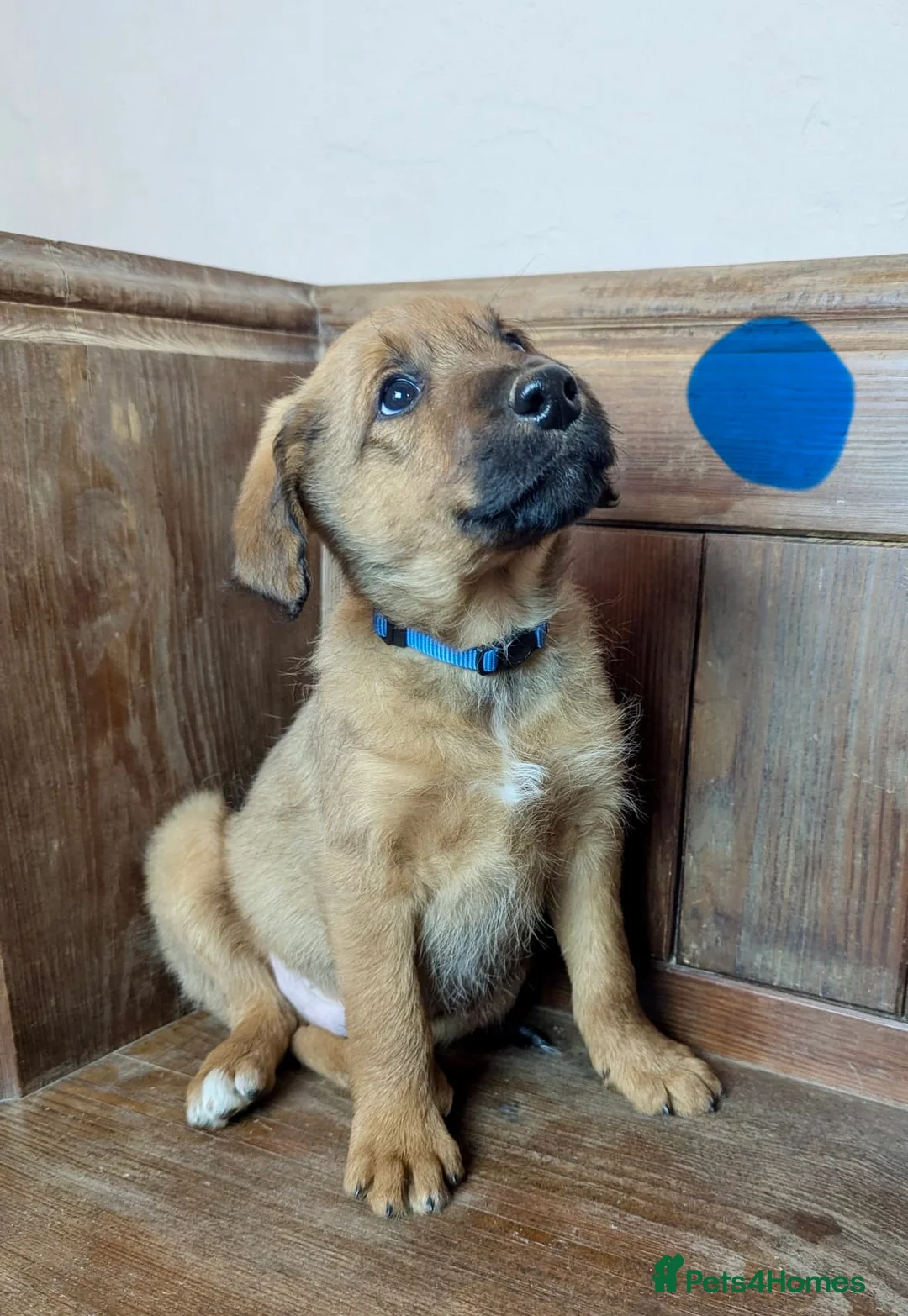 Bordoodle dogs for sale: Standard Bordoodle/Colliepoodle Puppies - Advert 4