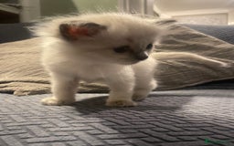 Ragdoll cats for sale: Beautiful Ragdoll Kittens - Image 6
