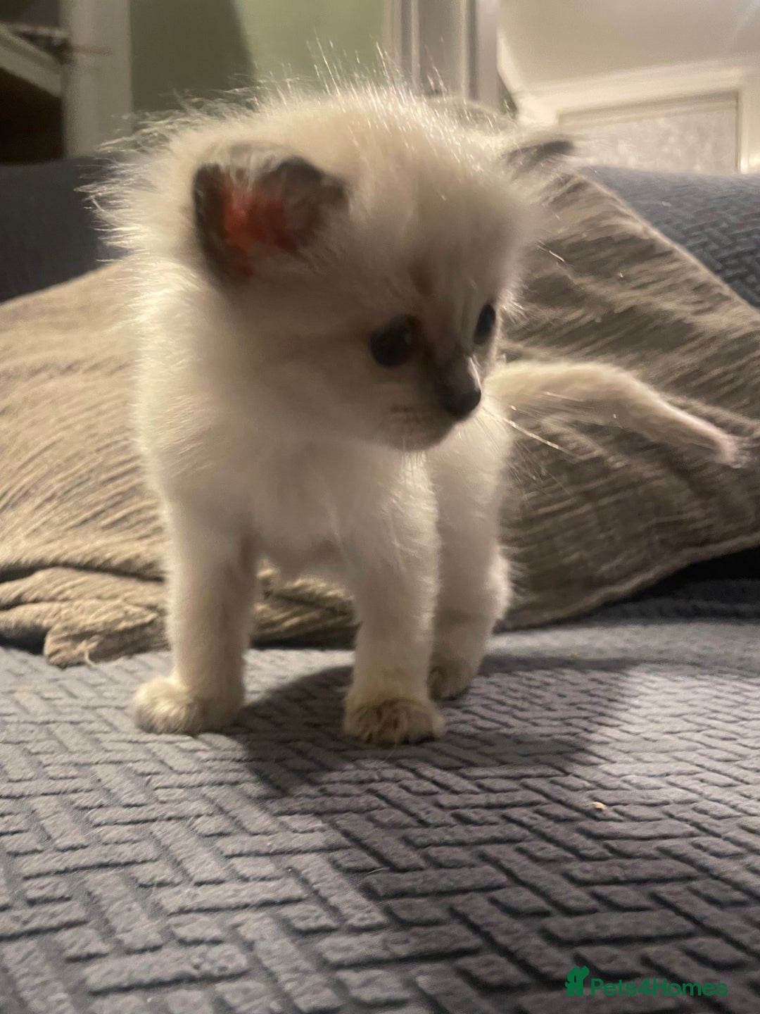 Ragdoll cats for sale: Beautiful Ragdoll Kittens - Image 6