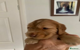 Cocker Spaniel dogs for sale: Outstanding FN clear kc reg cocker spaniel puppies - Image 11