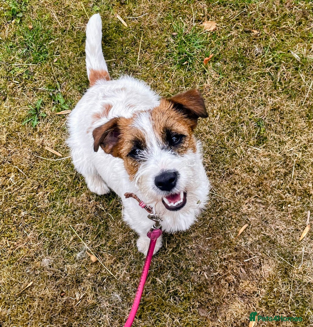 Jack Russell dogs for sale: Jack Russell female puppy - Advert 4