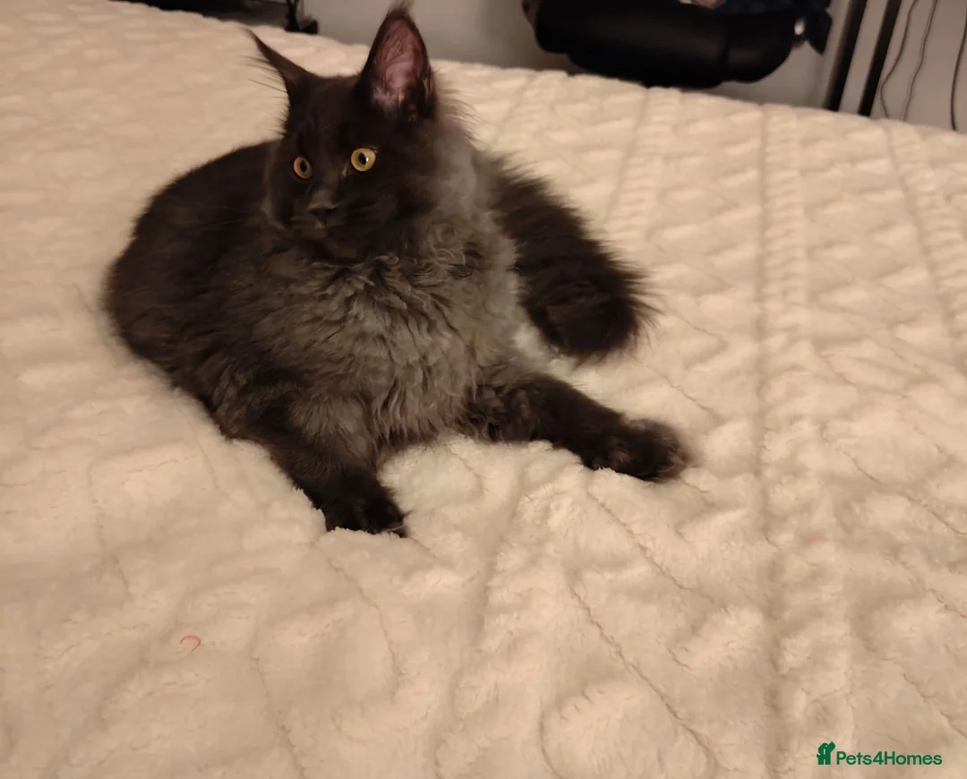 Maine Coon cats for sale: GCCF Registered Mainecoon  - Advert 2