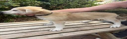 Mixed Breed dogs for sale: White Swiss shepherd cross wolf dog - Advert 8