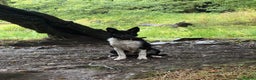 Border Collie dogs for sale: Darcy - Advert 9