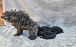 Miniature Poodle dogs for sale: 🐾 Hypoallergenic Mini Poodle Puppies 🐾 - Image 17
